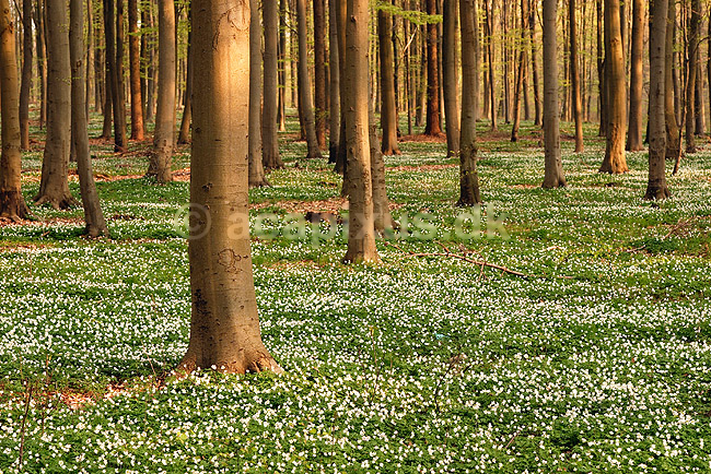 Anemoner. Hvide anemoner i skovbunden i b�geskov i J�gersborg Hegn; Anemone nemorosa; J�gersborg Hegn; ; ; planter; Ranunkel-familien, Ranunculaceae, Ranunkel-ordenen, Ranunculales, blomster, for�r, b�g, b�getr�, b�getr�er