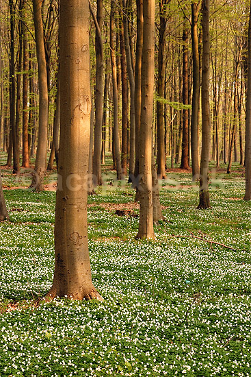 Anemoner. Hvide anemoner i skovbunden i b�geskov i J�gersborg Hegn; Anemone nemorosa; J�gersborg Hegn; ; ; planter; Ranunkel-familien, Ranunculaceae, Ranunkel-ordenen, Ranunculales, blomster, for�r, b�g, b�getr�, b�getr�er