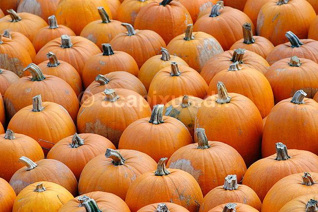 Gr�skar. Gr�skar til Halloween udstilling i Tivoli; Cucurbita pepo; ; ; ; planter; Gr�skar-familien, Cucurbitaceae, Viol-ordenen, Violales