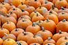 Gr�skar. Gr�skar til Halloween udstilling i Tivoli Cucurbita pepo    planter Gr�skar-familien, Cucurbitaceae, Viol-ordenen, Violales