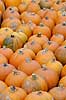 Gr�skar. Gr�skar til Halloween udstilling i Tivoli Cucurbita pepo    planter Gr�skar-familien, Cucurbitaceae, Viol-ordenen, Violales
