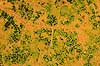 Efter�rsblad. Bladribber og m�nstre i efter�rsblad af spidsl�n Aceraceae platanoides    planter efter�r, farver, m�nster, l�vfald