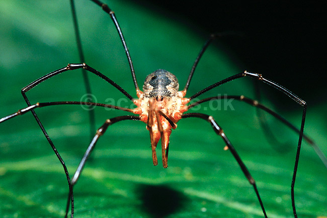 Mejer. Mejer ( Scan af KOL6927 ); Opilio parietinus, Opilionidae; KVL's have / K�benhavn; ; ; spindlere; Mejere