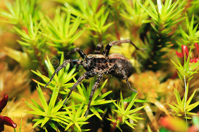 Jagtedderkop. Jagtedderkop ( Scan af KOL6932 ); Lycosidae; B�llemosen, J�gersborg Hegn; ; ; spindlere; edderkop, edderkopper, Araneae
