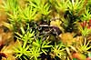 Jagtedderkop. Jagtedderkop ( Scan af KOL6932 ) Lycosidae B�llemosen, J�gersborg Hegn   spindlere edderkop, edderkopper, Araneae