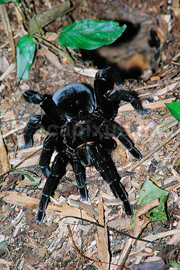 Fugleedderkop. Fugleedderkop fra Tambopata NP i Amazonjunglen ( Scan af KOL6869 ); Atypidae; Tambopata-Candamo Reserve / Amazonas; Peru; Sydamerika; spindlere; edderkop, edderkopper, Araneae