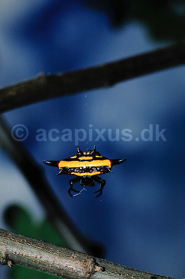 Edderkop. Edderkop ( Scan af KOL2468 ); Arachnidae; Kuranda / Queensland; Australien; Australien; spindlere; edderkop, edderkopper, fugleeddderkopper, Araneae