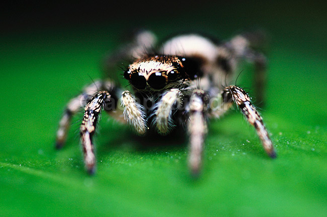 Edderkop. Springedderkop ( Scan af KOL482 ); Salticidae; �rhus; ; ; spindlere; edderkop, edderkopper, Araneae