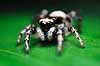 Edderkop. Springedderkop ( Scan af KOL482 ) Salticidae �rhus   spindlere edderkop, edderkopper, Araneae