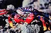 Krabbe. Sally Lightfoot krabbe ( Scan af KOL6870 ) Grapsus grapsus, Malacostraca Tenerife Spanien  krebsdyr Krabber, skaldyr