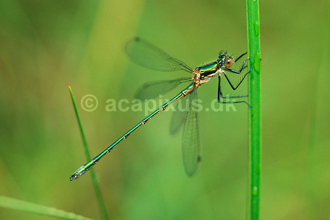 Vandnymfe. Kobberglinsende vandnymfe, hun ( Scan af KOL6942 ); Lestes sponsa, Zygoptera; B�llemosen, J�gersborg Hegn; ; ; insekter; Vandnymfer, guldsmed, guldsmede