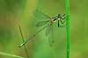 Vandnymfe. Kobberglinsende vandnymfe, hun ( Scan af KOL6942 ) Lestes sponsa, Zygoptera B�llemosen, J�gersborg Hegn   insekter Vandnymfer, guldsmed, guldsmede
