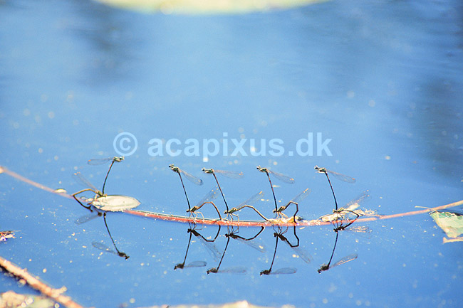 Vandnymfe. Vandnymfer der parrer sig og l�gger �g ( Scan af KOL466 ); Coenagrion puella, Coenagrionidae; Konga; Sverige; ; insekter; Parring, Vandnymfer, guldsmed, guldsmede