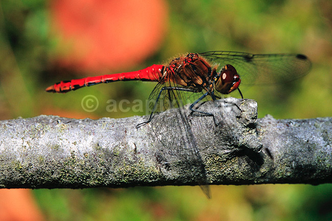 Libel. Blodr�d libel ( Scan af KOL6946 ); Sympetrum sanguineum, Libellulidae; B�llemosen, J�gersborg Hegn; ; ; insekter; Guldsmed, guldsmede