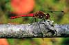 Libel. Blodr�d libel ( Scan af KOL6946 ) Sympetrum sanguineum, Libellulidae B�llemosen, J�gersborg Hegn   insekter Guldsmed, guldsmede