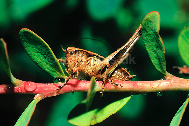 Gr�shoppe. Buskgr�shoppe ( Scan af KOL6948 ); Pholidoptera griseoaptera. Tettigoniidae; B�llemosen, J�gersborg Hegn; ; ; insekter; Gr�shopper