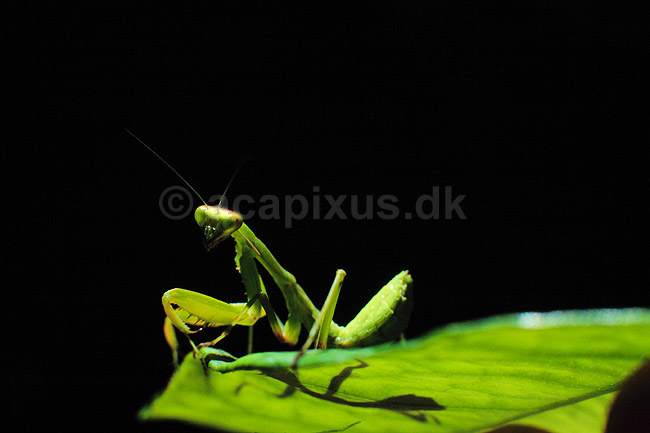 Kn�ler. Kn�ler ( Scan af KOL73 ); Mantis religiosa, Mantidae; Marrakesh; Marocco; Afrika; insekter; Kn�lere