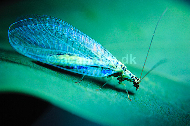 Guld�je. Guld�je ( Scan af KOL74 ); Chrysopa spec., Chrysopidae; Gren�; ; ; insekter; Guld�jer