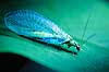 Guld�je. Guld�je ( Scan af KOL74 ) Chrysopa spec., Chrysopidae Gren�   insekter Guld�jer