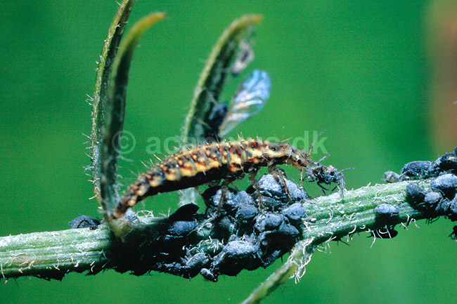 Bladlusl�ve spiser bladlus. Bladlusl�ve (Guld�je larve) spiser bladlus ( Scan af KOL6956 ); Chrysopa spec, Chrysopidae; KVL's have, K�benhavn; ; ; insekter; Guld�jer