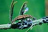 Bladlusl�ve spiser bladlus. Bladlusl�ve (Guld�je larve) spiser bladlus ( Scan af KOL6956 ) Chrysopa spec, Chrysopidae KVL's have, K�benhavn   insekter Guld�jer