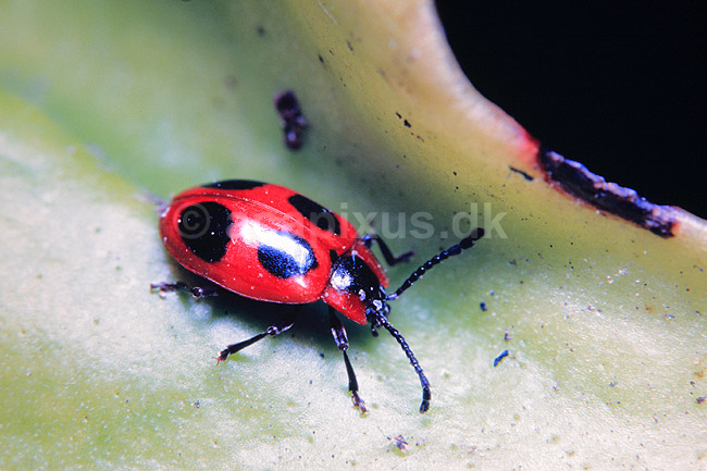 Skarlagensvampeh�ne. Skarlagensvampeh�ne ( Scan af KOL470 ); Endomychus coccineus, Endomychidae; Konga; Sverige; ; insekter; 
