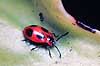 Skarlagensvampeh�ne. Skarlagensvampeh�ne ( Scan af KOL470 ) Endomychus coccineus, Endomychidae Konga Sverige  insekter 