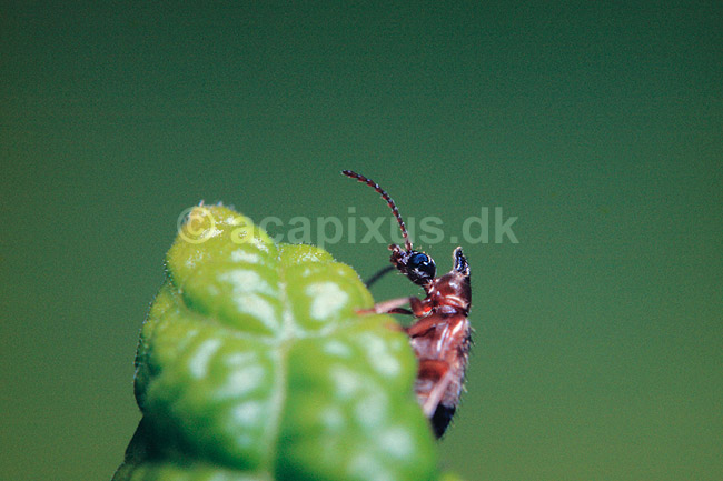 Hornbille. Hornbille ( Scan af KOL75 ); Notoxus monoceros, Anthicidae; �rhus; ; ; insekter; Biller