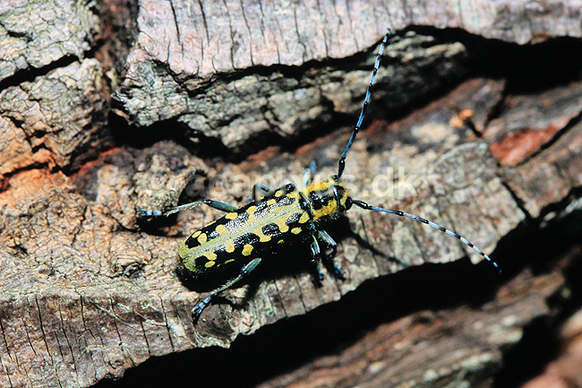 Tr�buk. Tr�buk ( Scan af KOL7402 ); Saperda scalaris, Cerambycidae; �land; Sverige; ; insekter; Bille, biller, tr�bukke, f�lehorn