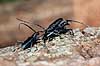 V�vere. V�vere (tr�bukke) k�mper om parringsret ( Scan af KOL7412 ) Lamina textor, Cerambycidae �land Sverige  insekter Bille, biller, tr�buk, f�lehorn, parring