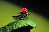 Toplettet Marieh�ne. Lettende marieh�ne. Fotograferet med flash p� 1/50000 sec. ( Scan af KOL2 ) Adalia bipunctata, Cocconilidae �rhus   insekter Dyrespredning, d�kvinger