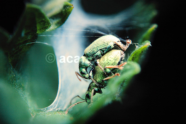Snudebiller. Parrende snudebiller ( Scan af KOL7 ); Polydrosus sericeus, Curculionidae; Mols; ; ; insekter; Adf�rd, parring, snudebille, reproduktion, spindelsv�v