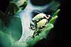 Snudebiller. Parrende snudebiller ( Scan af KOL7 ) Polydrosus sericeus, Curculionidae Mols   insekter Adf�rd, parring, snudebille, reproduktion, spindelsv�v