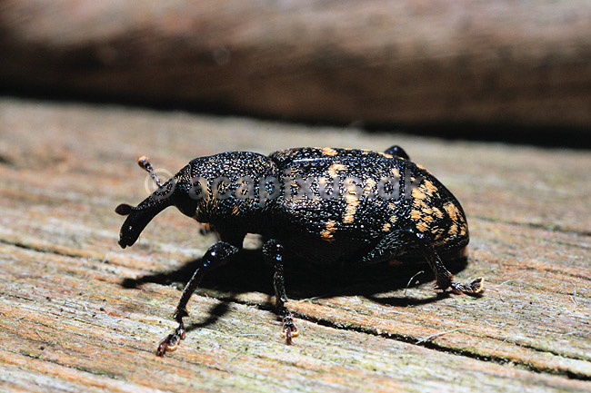 Gransnudebille. Gran snudebille ( Scan af KOL6962 ); Hylobius abietis, Curculionidae; Troldeskoven, Tisvildehegn; ; ; insekter; snudebiller, bille, biller