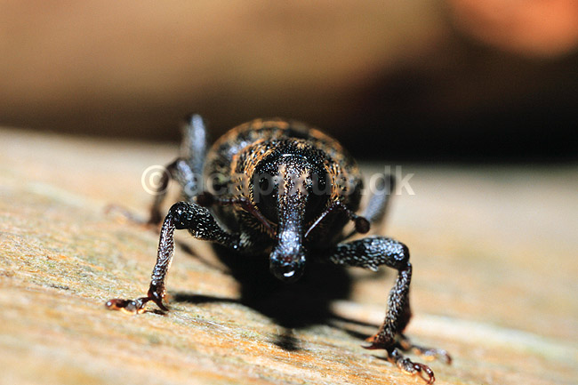 Gransnudebille. Gran snudebille ( Scan af KOL6958 ); Hylobius abietis, Curculionidae; Troldeskoven, Tisvildehegn; ; ; insekter; snudebiller, bille, biller