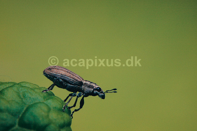 Bladrandbille. Bladrandbille ( Scan af KOL474 ); Sitona spec., Curculionidae; Br�ndstrup / Mols; ; ; insekter; bille, biller
