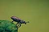 Bladrandbille. Bladrandbille ( Scan af KOL474 ) Sitona spec., Curculionidae Br�ndstrup / Mols   insekter bille, biller