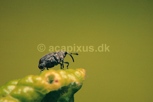 B�geloppe. B�geloppe ( Scan af KOL475 ); Rhynchaenus fagi, Curculionidae; Br�ndstrup / Mols; ; ; insekter; snudebiller, bille, biller