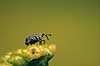 B�geloppe. B�geloppe ( Scan af KOL475 ) Rhynchaenus fagi, Curculionidae Br�ndstrup / Mols   insekter snudebiller, bille, biller