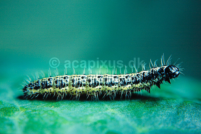Sommerfuglelarve. Sommerfuglelarve ( Scan af KOL6474 ); ; ; ; ; insekter; sommerfugle, larve, larver
