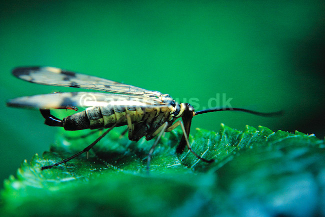 Skorpionsflue. Skorpionsflue, han ( Scan af KOL72 ); Panorpa communis, Panorpidae; Mols; ; ; insekter; skorpionsfluer