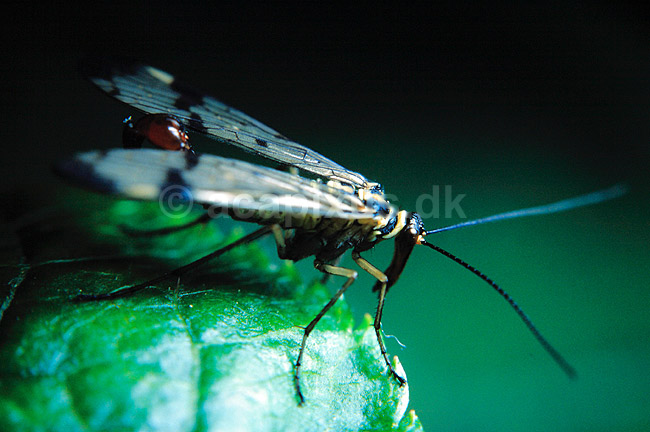 Skorpionsflue. Skorpionsflue ( Scan af KOL6867 ); Panorpa communis, Panorpidae; Mols; ; ; insekter; skorpionsfluer