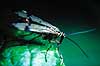 Skorpionsflue. Skorpionsflue ( Scan af KOL6867 ) Panorpa communis, Panorpidae Mols   insekter skorpionsfluer