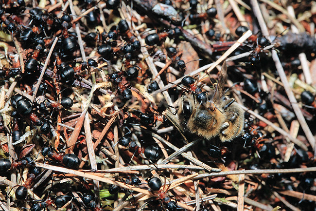 Myrebo. R�de skovmyrer fragter bi til boet ( Scan af KOL6989 ); Formica rufa, Formicidae; B�llemosen, J�gersborg Hegn; ; ; insekter; Myre, myrer, sociale insekter