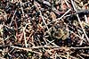 Myrebo. R�de skovmyrer fragter bi til boet ( Scan af KOL6989 ) Formica rufa, Formicidae B�llemosen, J�gersborg Hegn   insekter Myre, myrer, sociale insekter