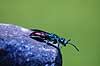 Guldhveps. Guldhveps ( Scan af KOL3648 ) Chrysis ignita, Chrysididae Konga Sverige  insekter Guldhvepse, hveps, hvepse, �revingede