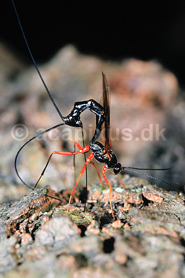 Snyltehveps. Snyltehveps, i f�rd med at l�gge �g ( Scan af KOL6982 ); Lissonota setosa, Ichneumonidae; Dyrehaven, Sj�lland; ; ; insekter; Snyltehvepse, snylte hveps, hvepse, l�ggebrod, �gl�gning