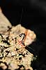 Snyltehveps. Snyltehveps, i f�rd med at l�gge �g ( Scan af KOL6983 ) Lissonota setosa, Ichneumonidae Dyrehaven, Sj�lland   insekter Snyltehvepse, snylte hveps, hvepse, l�ggebrod, �gl�gning