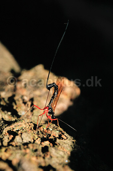 Snyltehveps. Snyltehveps, i f�rd med at l�gge �g ( Scan af KOL6984 ); Lissonota setosa, Ichneumonidae; Dyrehaven, Sj�lland; ; ; insekter; Snyltehvepse, snylte hveps, hvepse, l�ggebrod, �gl�gning
