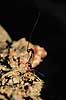 Snyltehveps. Snyltehveps, i f�rd med at l�gge �g ( Scan af KOL6984 ) Lissonota setosa, Ichneumonidae Dyrehaven, Sj�lland   insekter Snyltehvepse, snylte hveps, hvepse, l�ggebrod, �gl�gning